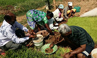 agriculture